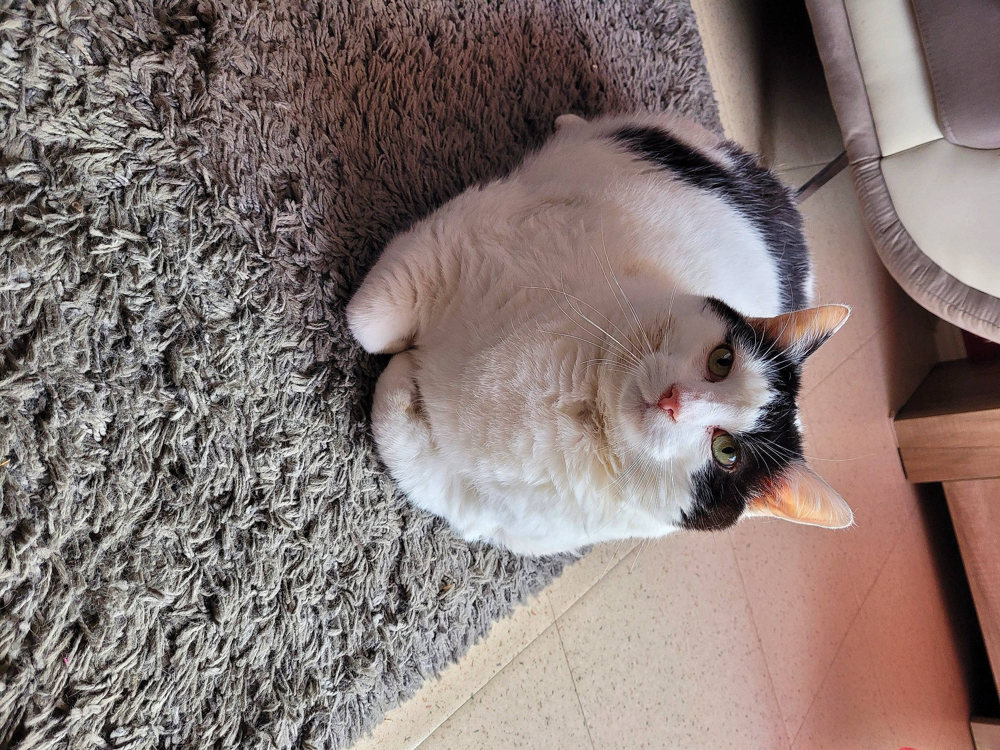 Félix participe au concours pour gagner de l'argent avec cette photo : carnivore, cat, cement, claw, collar, concrete, domestic_short_haired_cat, fawn, felidae, flooring, fur, grey, hardwood, paw, road_surface, small_to_medium_sized_cats, snout, tail, whiskers, wood