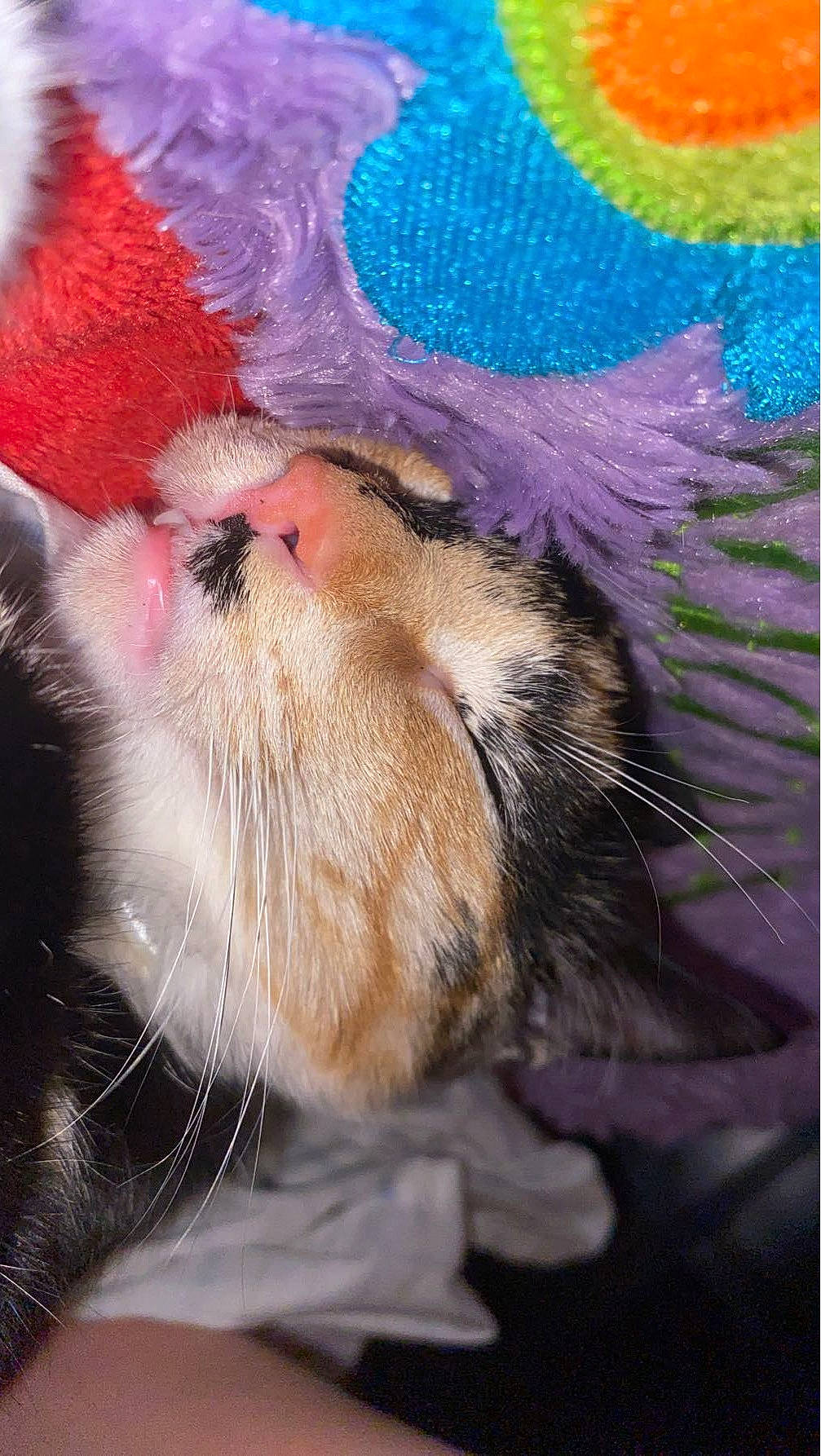 Zelda is registered to the contest to win money with this photo: art, carnivore, cat, claw, domestic_short_haired_cat, electric_blue, fawn, felidae, foot, fur, human_leg, magenta, pattern, paw, small_to_medium_sized_cats, snout, tail, toy, whiskers, wool