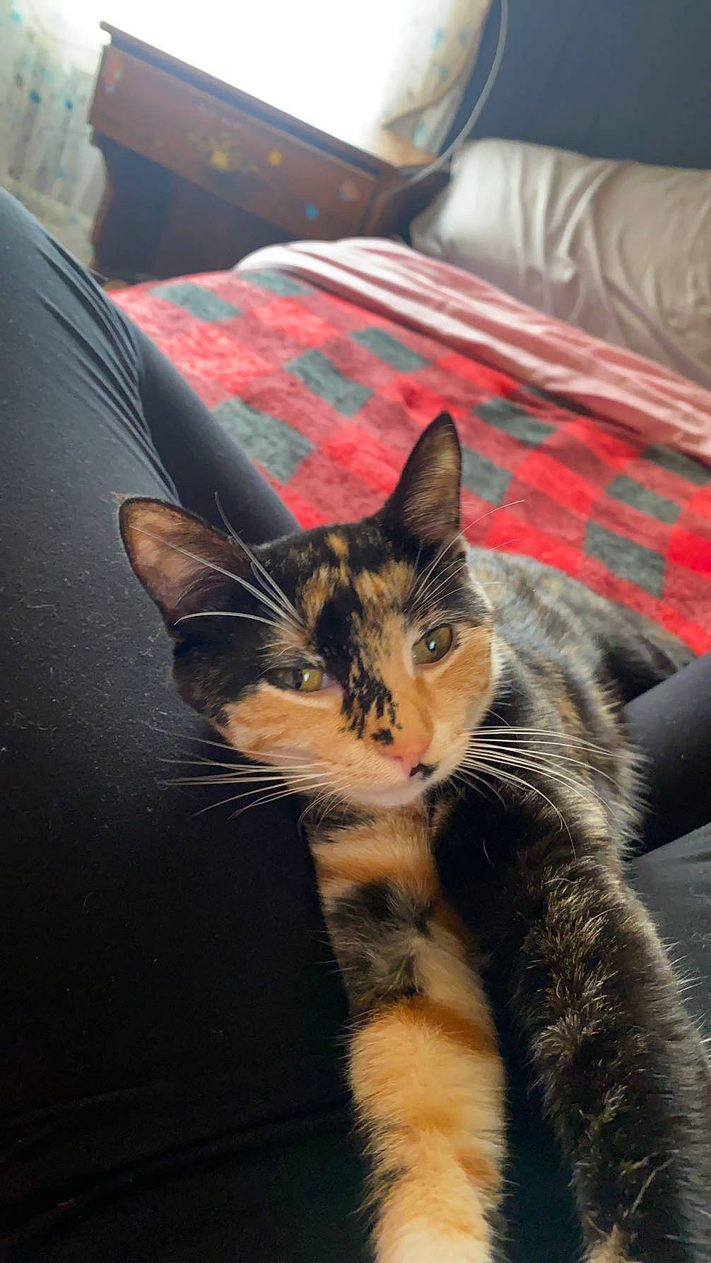 Zelda is registered to the contest to win money with this photo: bedding, carnivore, cat, claw, comfort, domestic_short_haired_cat, felidae, fur, leg, linens, mammal, paw, sitting, small_to_medium_sized_cats, snout, tail, terrestrial_animal, vertebrate, whiskers, window