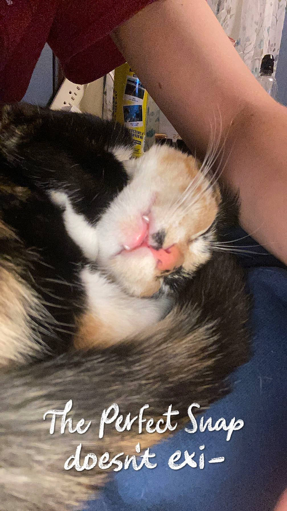 Zelda is registered to the contest to win money with this photo: cat, claw, domestic_short_haired_cat, eyelash, felidae, flesh, foot, fur, handwriting, human_leg, nail, nap, paw, photo_caption, rodent, small_to_medium_sized_cats, tail, whiskers