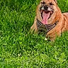 Muzo participe au concours pour gagner de l'argent avec cette photo : animal, canine, dog, fur, garden, grass, greenery, happy, harness, lying_down, nature, open_mouth, outdoor, pet, playful, portrait, sitting, smiling, sunlight, tongue
