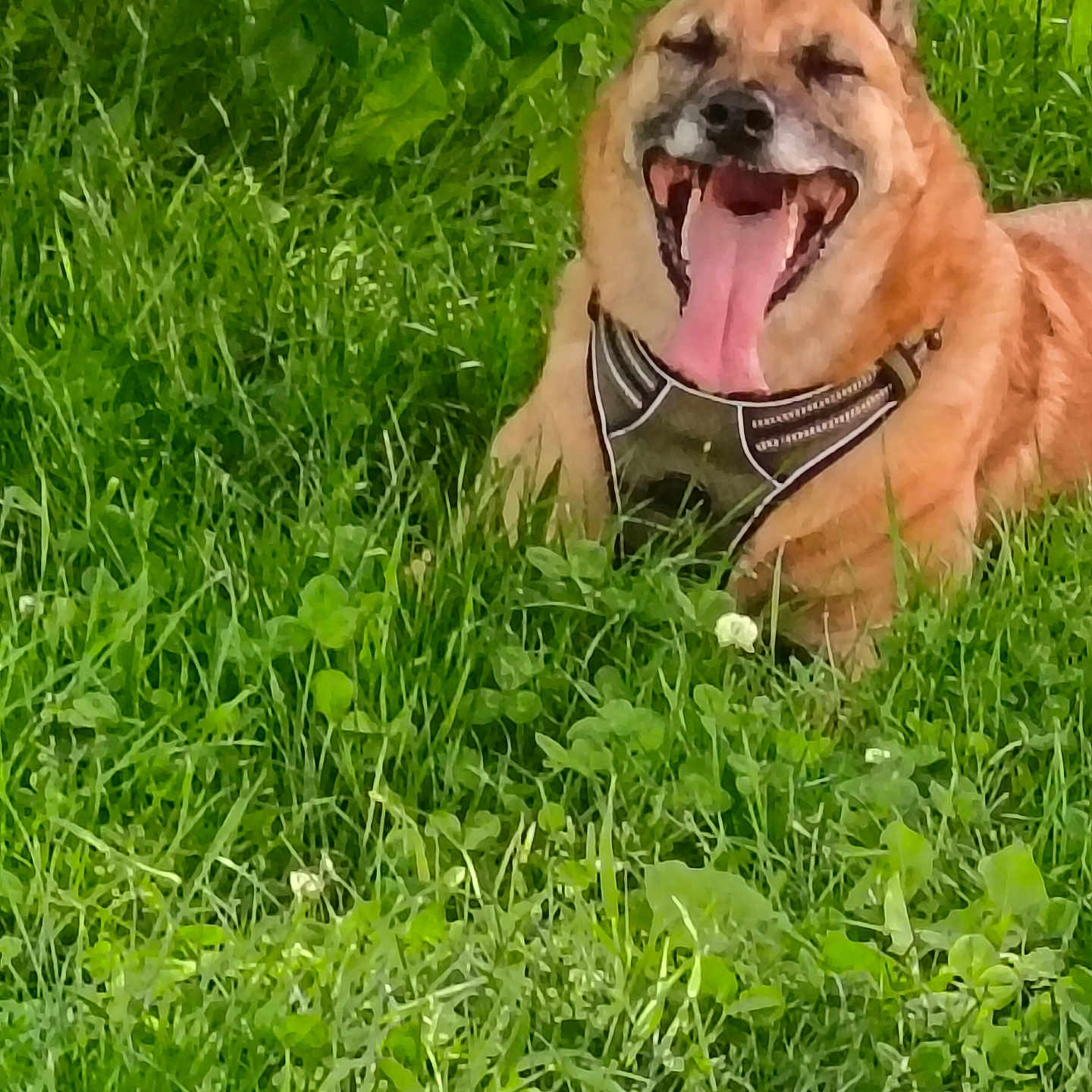 Muzo participe au concours pour gagner de l'argent avec cette photo : animal, canine, dog, fur, garden, grass, greenery, happy, harness, lying_down, nature, open_mouth, outdoor, pet, playful, portrait, sitting, smiling, sunlight, tongue