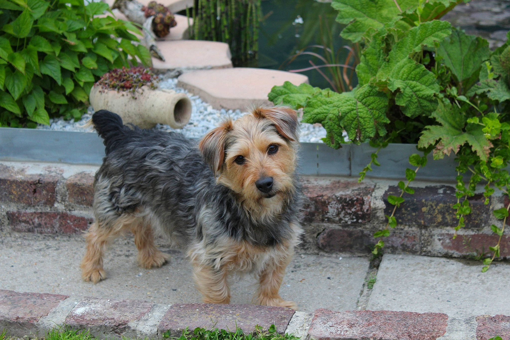 Snoopy a rejoint le concours — aidez-le/la à gagner de superbes lots ! biewer_terrier, carnivore, companion_dog, dog, dog_breed, dog_supply, fur, garden, grass, groundcover, plant, small_terrier, snout, sporting_group, tail, terrier, toy_dog, water_dog, welsh_terrier, yorkshire_terrier