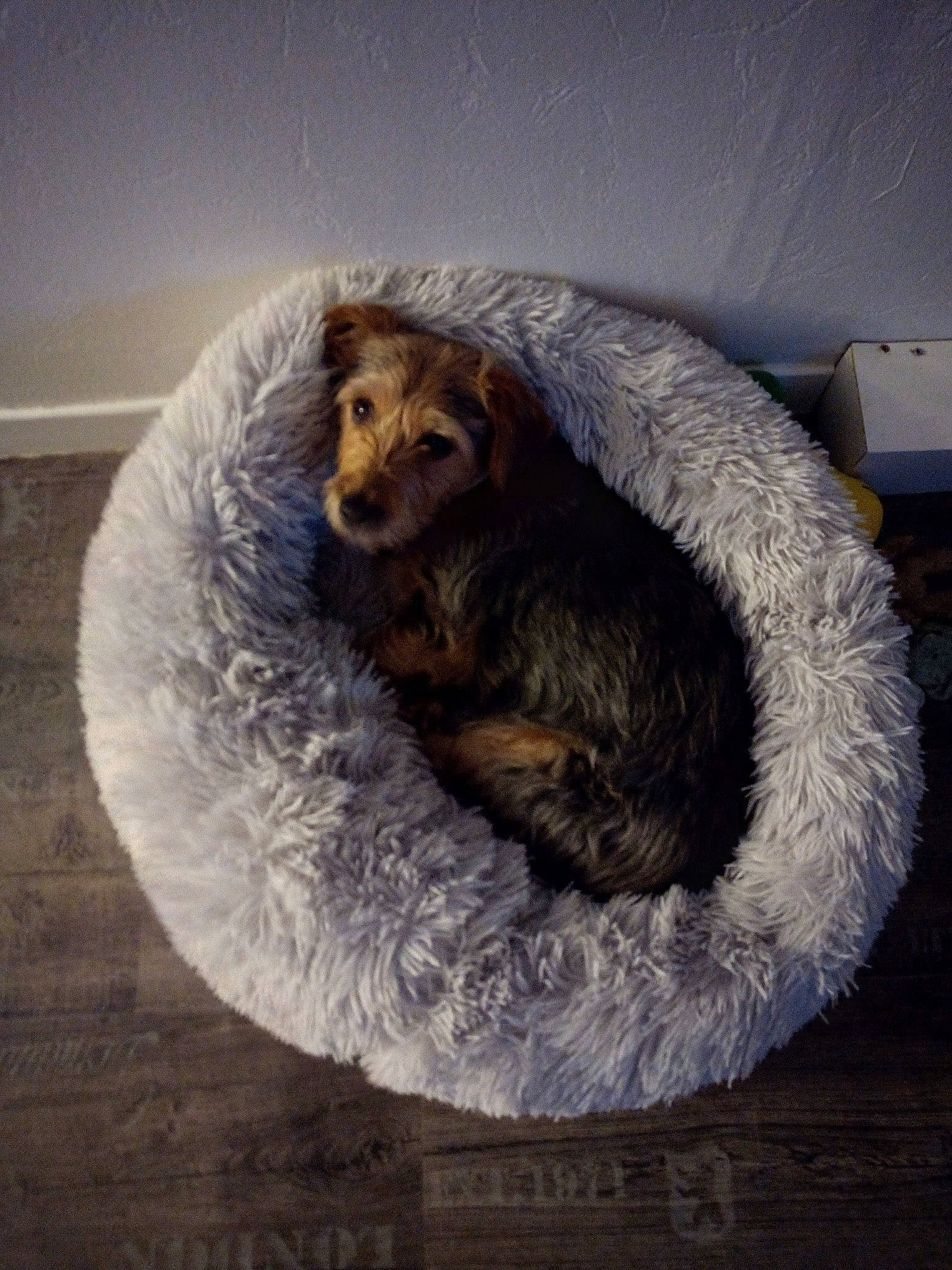 Snoopy a rejoint le concours — aidez-le/la à gagner de superbes lots ! art, canidae, carnivore, comfort, companion_dog, dog, dog_bed, dog_breed, door, felidae, fur, mustelidae, nap, polar_bear, small_to_medium_sized_cats, snout, sporting_group, terrestrial_animal, whiskers, wildlife