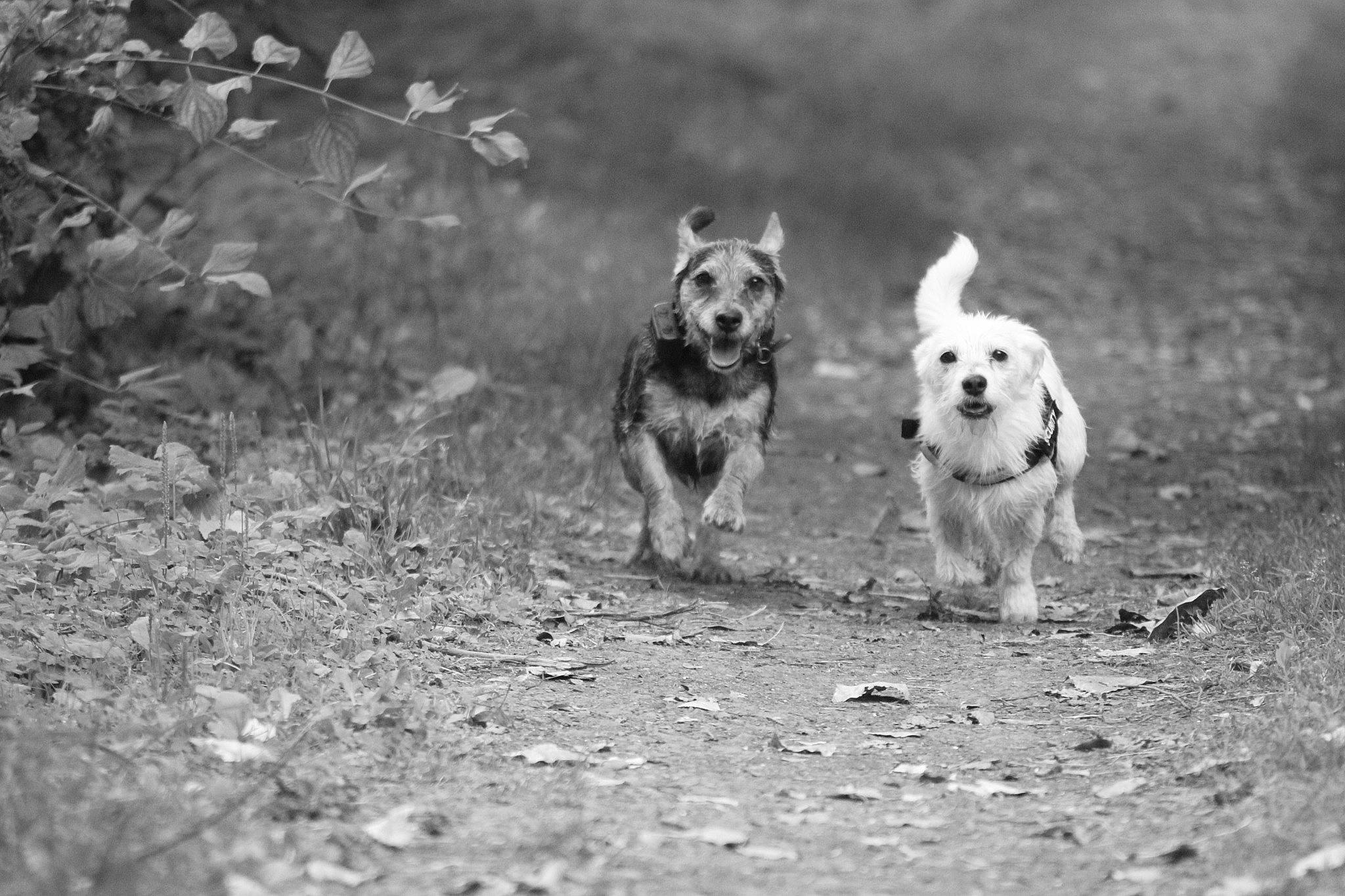 Snoopy participe au concours pour gagner de l'argent avec cette photo : asphalt, black_and_white, canidae, carnivore, companion_dog, dog, dog_breed, dog_supply, fawn, grass, monochrome, monochrome_photography, paw, plant, road, snout, soil, sporting_group, tail, terrier