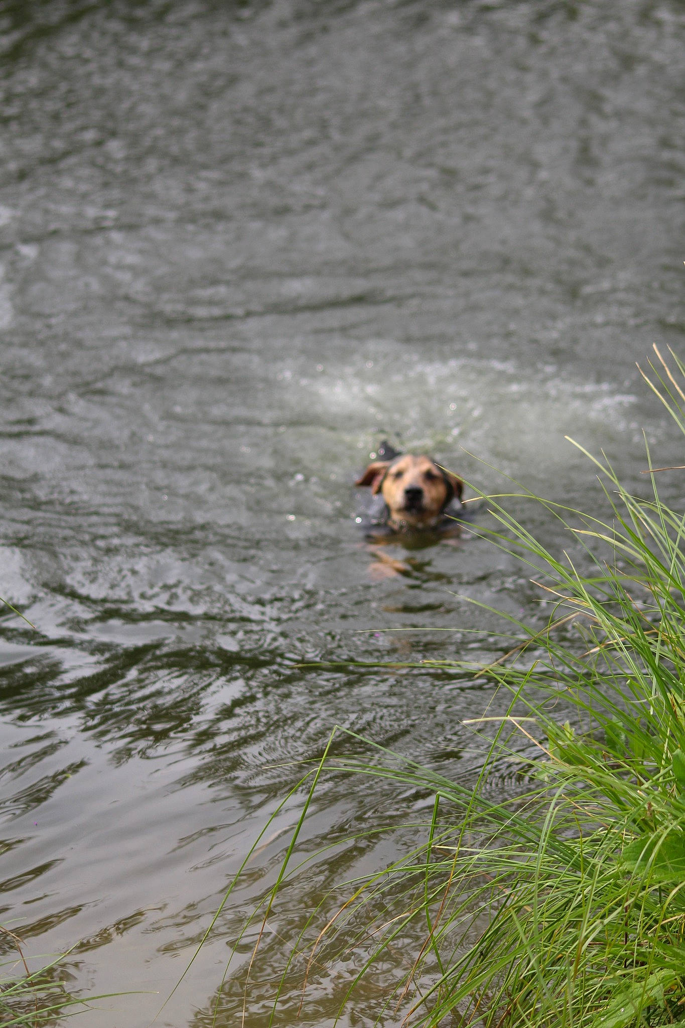 Snoopy participe au concours pour gagner de l'argent avec cette photo : _geese_and_swans, canidae, carnivore, dog, dog_breed, ducks, fawn, fluid, grass, lake, liquid, recreation, snout, sporting_group, terrestrial_animal, vertebrate, water, waterfowl, wildlife, wood