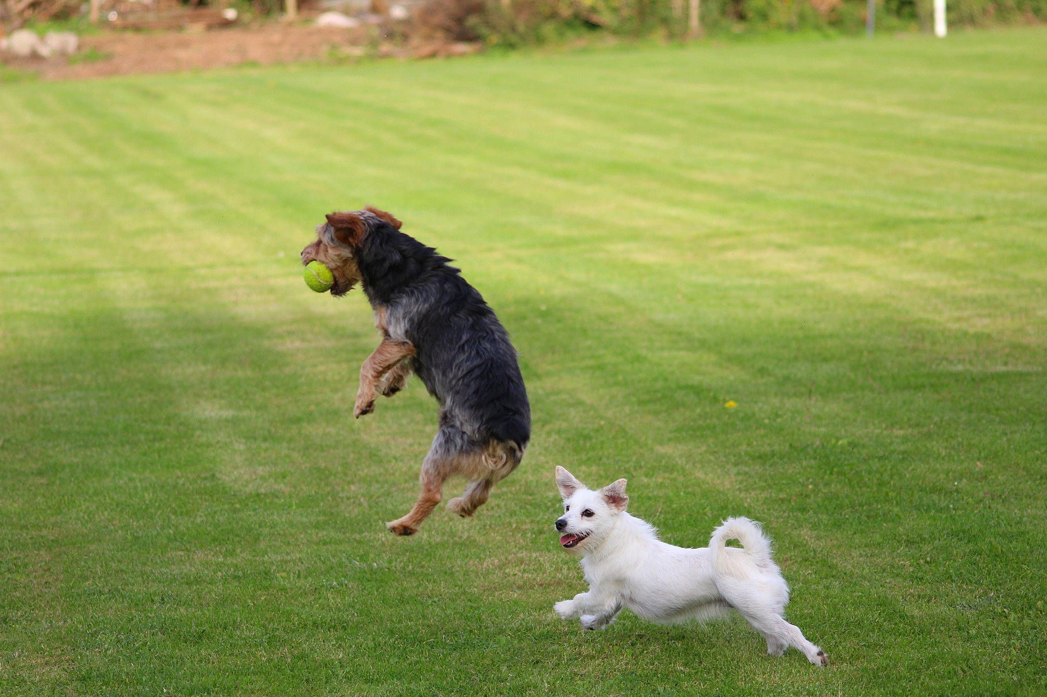 Sarah a rejoint le concours — aidez-le/la à gagner de superbes lots ! canidae, carnivore, companion_dog, dog, dog_breed, dog_sports, fawn, grass, grassland, lawn, leash, leisure, mammal, pasture, plant, recreation, sporting_group, tail, toy_dog, tree