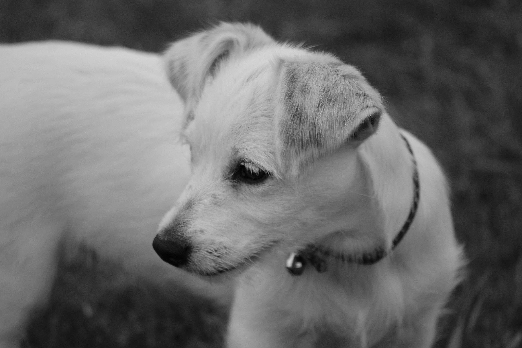 Sarah participe au concours pour gagner de l'argent avec cette photo : black_and_white, carnivore, companion_dog, dog, dog_breed, fawn, fur, grass, happy, monochrome, monochrome_photography, non_sporting_group, puppy, street_dog, style, terrestrial_animal, whiskers, winter, working_dog