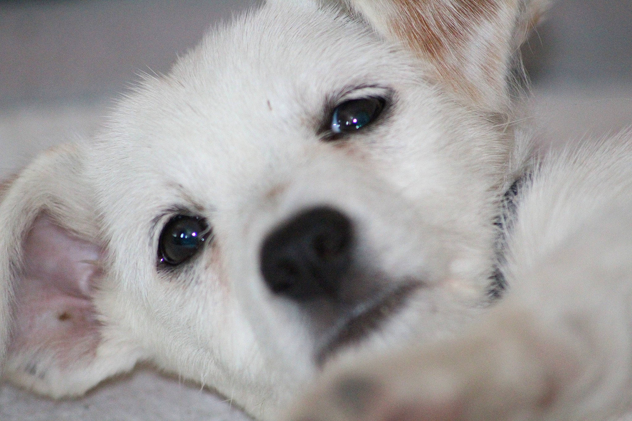 Sarah participe au concours pour gagner de l'argent avec cette photo : canidae, carnivore, companion_dog, dog, dog_breed, ear, eyelash, fawn, fur, non_sporting_group, photography, snout, sporting_group, terrestrial_animal, volpino_italiano, whiskers, working_animal