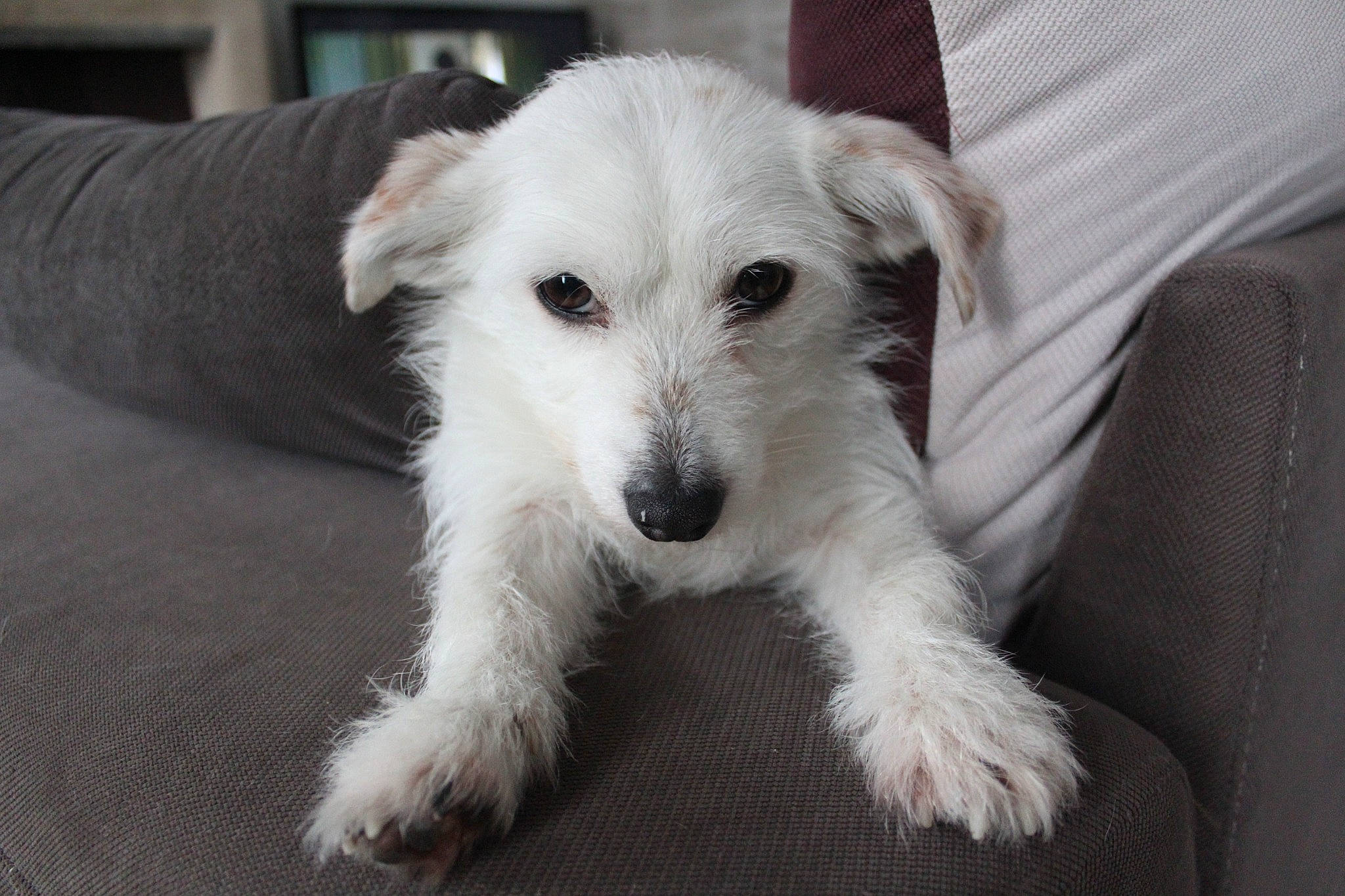 Sarah a rejoint le concours — aidez-le/la à gagner de superbes lots ! carnivore, comfort, companion_dog, couch, dog, dog_breed, flooring, fur, giant_dog_breed, non_sporting_group, small_terrier, street_dog, terrestrial_animal, terrier, whiskers, working_animal, working_terrier