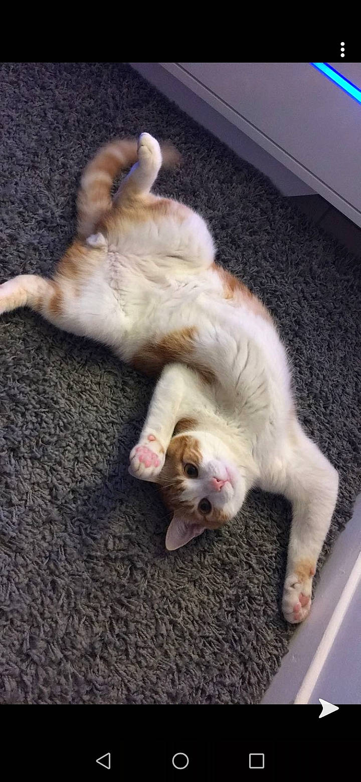 Oslo a rejoint le concours — aidez-le/la à gagner de superbes lots ! aegean_cat, canidae, carnivore, cat, claw, dog_breed, domestic_short_haired_cat, european_shorthair, fawn, felidae, fur, kitten, paw, polydactyl_cat, puppy, singapura, small_to_medium_sized_cats, tail, whiskers