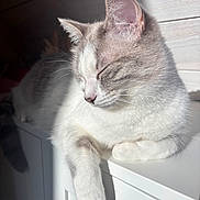 Zipette participe au concours pour gagner de l'argent avec cette photo : cat, animal, pet, feline, sleeping, relaxed, sunlight, white, fur, closeup, indoor, resting, cute, whiskers, ears, paw, shadow, soft, peaceful, portrait