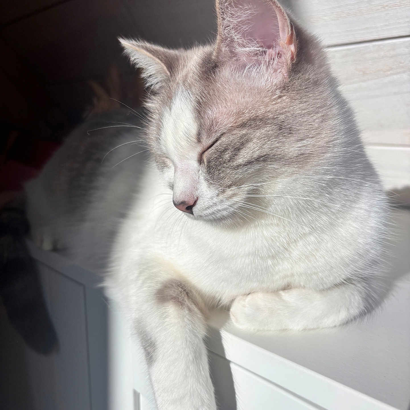 Zipette