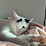cat, sleeping, white_cat, black_markings, pink_nose, pink_paw, blanket, soft_texture, cozy, indoor, pet, animal, resting, closeup, fur, whiskers, cute, relaxed, sunlight, peaceful