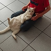 Alowin a rejoint le concours — aidez-le/la à gagner de superbes lots ! boy, cat, white_cat, glasses, red_shirt, tiled_floor, indoors, sitting, pet, animal, child, casual_clothing, relaxed, floor, home, domestic_life, human, feline, lap, playful