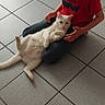 boy, cat, white_cat, glasses, red_shirt, tiled_floor, indoors, sitting, pet, animal, child, casual_clothing, relaxed, floor, home, domestic_life, human, feline, lap, playful
