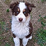 Aïna participe au concours pour gagner de l'argent avec cette photo : puppy, dog, blue_eyes, fluffy, cute, sitting, outdoor, grass, dirt, animal, pet, young, fur, brown_and_white, nature, ground, looking_up, adorable, portrait, canine