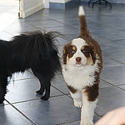 Aïna a rejoint le concours — aidez-le/la à gagner de superbes lots ! puppy, dog, indoor, tile_floor, black_dog, brown_and_white_dog, blue_eyes, walking, pet, animal, cute, fur, small_dog, companion, floor, natural_light, domestic, curious, young, playful