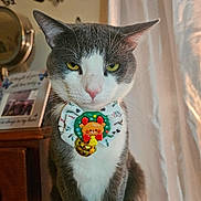 Jerry joined the competition — help win amazing prizes! animal, bell, bow_tie, butterfly_wall_art, cat, close_up, curtains, decor, domestic, feline, furniture, gray_and_white, indoor, pet, portrait, reindeer_charm, serious_expression, sitting, whiskers, wooden_drawer