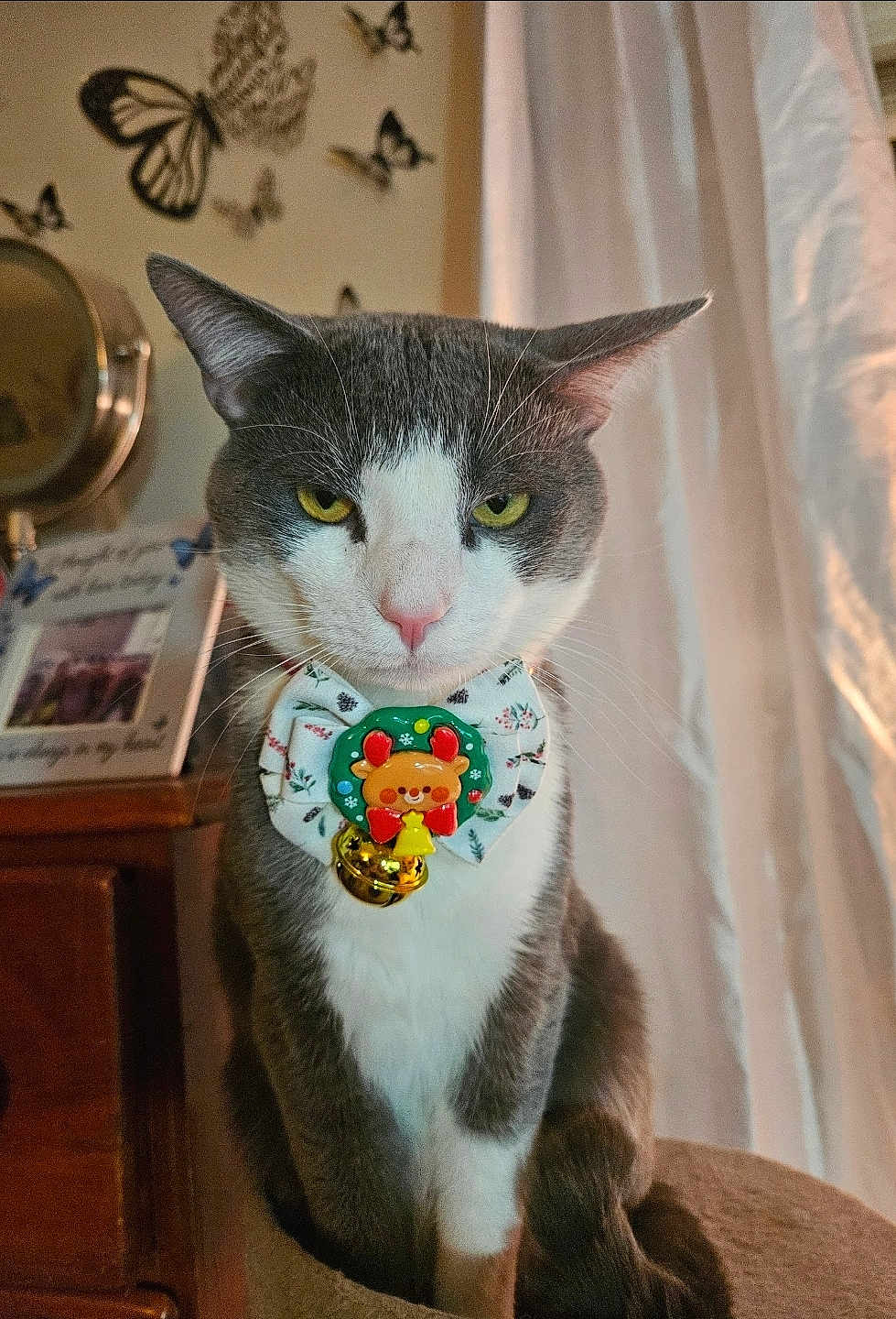 Jerry joined the competition — help win amazing prizes! animal, bell, bow_tie, butterfly_wall_art, cat, close_up, curtains, decor, domestic, feline, furniture, gray_and_white, indoor, pet, portrait, reindeer_charm, serious_expression, sitting, whiskers, wooden_drawer