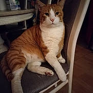 Crocrotte participe au concours pour gagner de l'argent avec cette photo : cat, orange_cat, white_cat, chair, indoor, furniture, pet, animal, relaxed, seated, domestic, cozy, cushion, wood_floor, table, household, quiet, calm, fur, whiskers