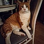 cat, orange_cat, white_cat, chair, indoor, furniture, pet, animal, relaxed, seated, domestic, cozy, cushion, wood_floor, table, household, quiet, calm, fur, whiskers