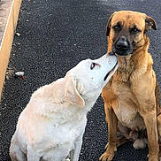 Fifille Et Jeck participe au concours pour gagner de l'argent avec cette photo : dog, two_dogs, outdoor, pavement, fence, pet, animal, canine, light_fur, dark_fur, affection, nuzzling, sitting, close_up, companionship, friendship, nature, cute, loyalty, bond