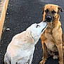 dog, two_dogs, outdoor, pavement, fence, pet, animal, canine, light_fur, dark_fur, affection, nuzzling, sitting, close_up, companionship, friendship, nature, cute, loyalty, bond