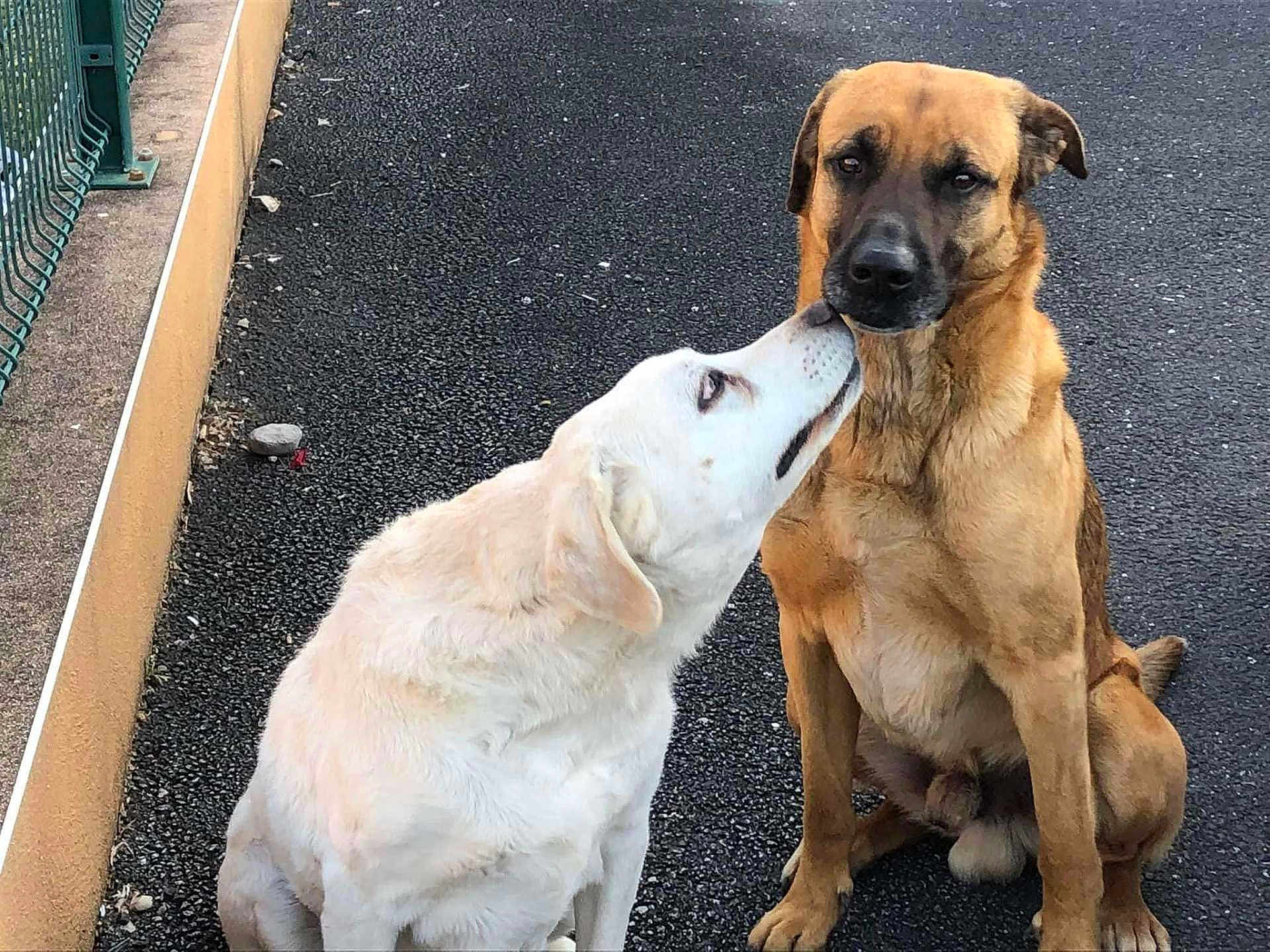 Fifille Et Jeck participe au concours pour gagner de l'argent avec cette photo : dog, two_dogs, outdoor, pavement, fence, pet, animal, canine, light_fur, dark_fur, affection, nuzzling, sitting, close_up, companionship, friendship, nature, cute, loyalty, bond