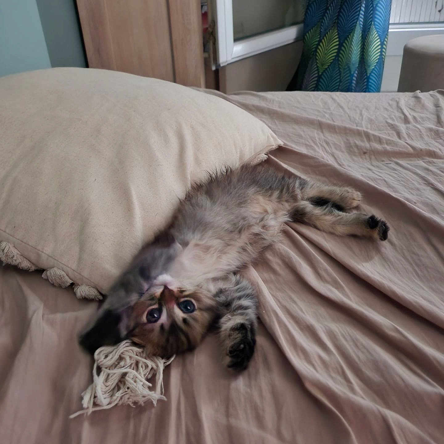 Bulma participe au concours pour gagner de l'argent avec cette photo : animal, bed, bedroom, blanket, canine, cat, couch, cushion, door, furniture, homedecor, indoors, interiordesign, kitten, linen, person, pet, pillow, room, sleeping