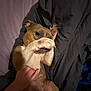 Suki is registered to the contest to win money with this photo: dog, pet, playing, bed, paw, hand, fur, cute, animal, shy, resting, indoor, cozy, brown, white, canine, laying, comfort, sleepy, companion