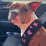 Suki is registered to the contest to win money with this photo: dog, car, seatbelt, butterflies, brown, white, pet, animal, inside, seat, window, sunlight, ears, face, paw, sitting, cute, companion, travel, safety