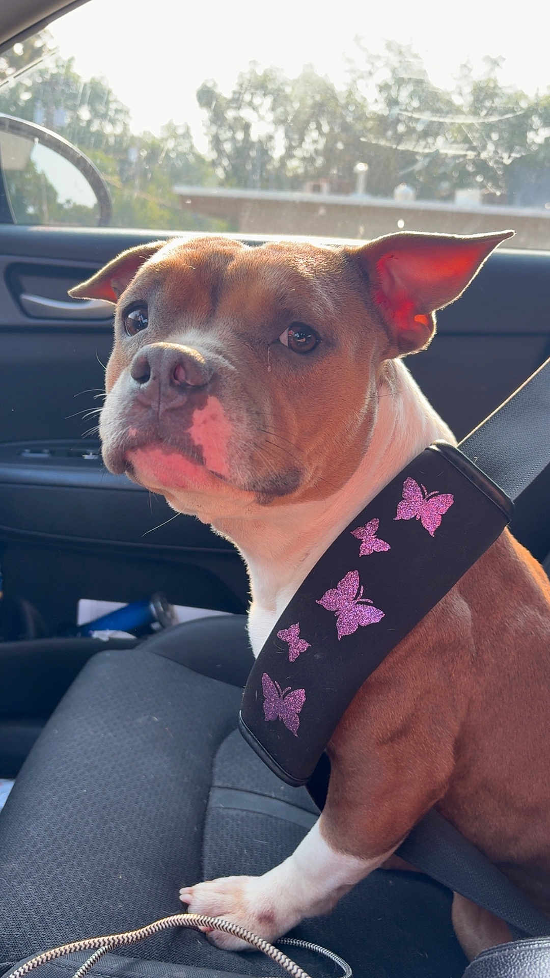 Suki is registered to the contest to win money with this photo: dog, car, seatbelt, butterflies, brown, white, pet, animal, inside, seat, window, sunlight, ears, face, paw, sitting, cute, companion, travel, safety