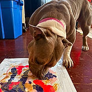 Suki is registered to the contest to win money with this photo: dog, indoor, floor, painting, colorful, curious, pet, collar, brown_dog, red_wall, blue_bin, art, abstract_painting, wooden_floor, sniffing, animal, canine, domestic, household, closeup