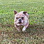 dog, bulldog, running, grass, outdoor, pet, animal, mammal, field, playful, energetic, nature, canine, ears, fur, snout, happy, active, daylight, closeup