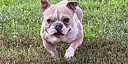 Moggie George is registered to the contest to win money with this photo: dog, french_bulldog, running, grass, outdoor, pet, animal, mammal, nature, playful, energetic, field, ears_up, short_hair, brown_and_white, active, summer, daylight, cute, happy