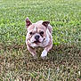 dog, french_bulldog, running, grass, outdoor, pet, animal, mammal, nature, playful, energetic, field, ears_up, short_hair, brown_and_white, active, summer, daylight, cute, happy