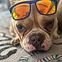 dog, close_up, sunglasses, orange_lenses, blue_frame, blanket, patterned_blanket, lying_down, pet, animal, cute, face, nostrils, whiskers, fur, snout, indoors, relaxed, portrait, sleepy