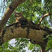 Simba a rejoint le concours — aidez-le/la à gagner de superbes lots ! alert, animal, branch, cat, closeup, daytime, feline, garden, greenery, leaves, mammal, nature, outdoor, pet, relaxed, resting, sunlight, tabby, tree, wildlife
