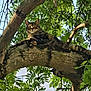 alert, animal, branch, cat, closeup, daytime, feline, garden, greenery, leaves, mammal, nature, outdoor, pet, relaxed, resting, sunlight, tabby, tree, wildlife