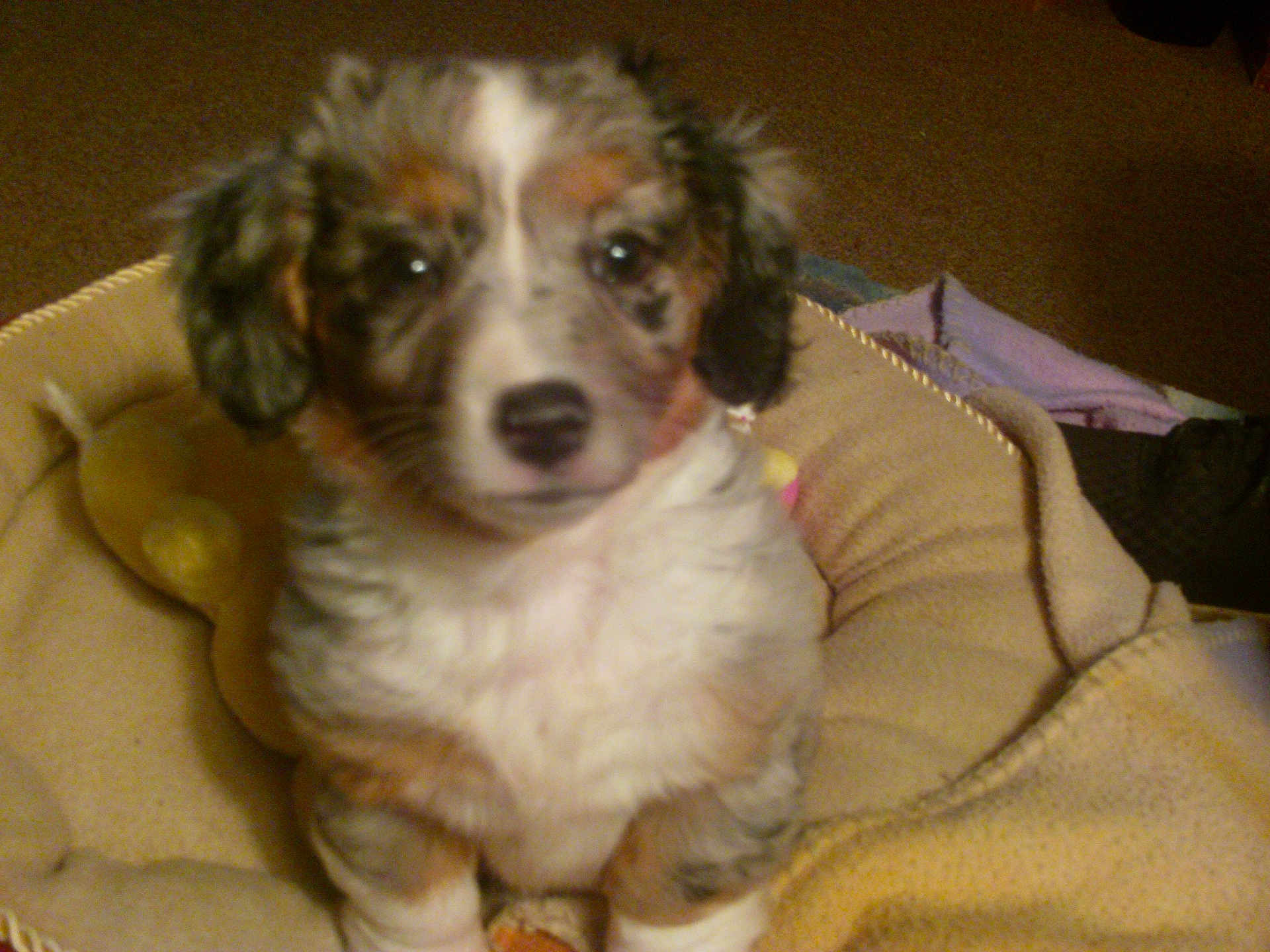 Molly Mae is registered to the contest to win money with this photo: puppy, dog, bed, blanket, toy, indoor, pet, cute, fur, animal, cozy, small, ears, face, carpet, looking, sitting, young, fur_pattern, soft