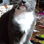 Sunshine joined the competition — help win amazing prizes! cat, gray_cat, white_chest, yellow_eyes, whiskers, indoor, table, coins, pen, remote_control, clutter, plaid_bag, television, furniture, curious, pet, domestic_animal, close_up, sitting, face