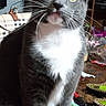cat, gray_cat, white_chest, yellow_eyes, whiskers, indoor, table, coins, pen, remote_control, clutter, plaid_bag, television, furniture, curious, pet, domestic_animal, close_up, sitting, face