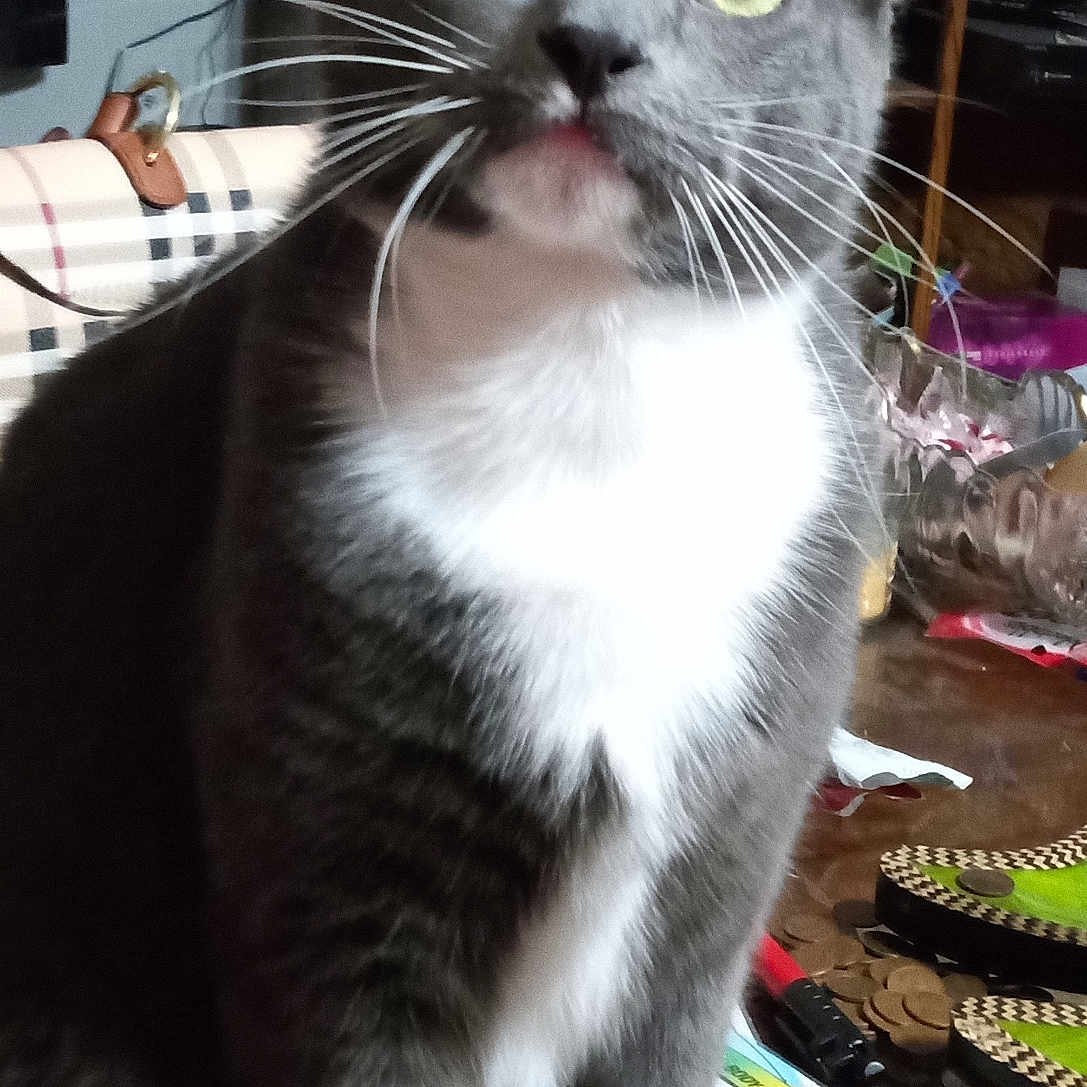 Sunshine joined the competition — help win amazing prizes! cat, gray_cat, white_chest, yellow_eyes, whiskers, indoor, table, coins, pen, remote_control, clutter, plaid_bag, television, furniture, curious, pet, domestic_animal, close_up, sitting, face
