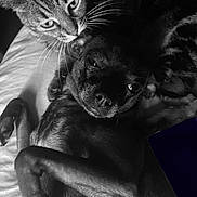 Anna joined the competition — help win amazing prizes! cat, dog, animal, pet, bed, snuggling, black_and_white, whiskers, fur, closeup, companion, domestic_animal, resting, cute, friendship, relaxing, indoor, cozy, portrait, sleepy