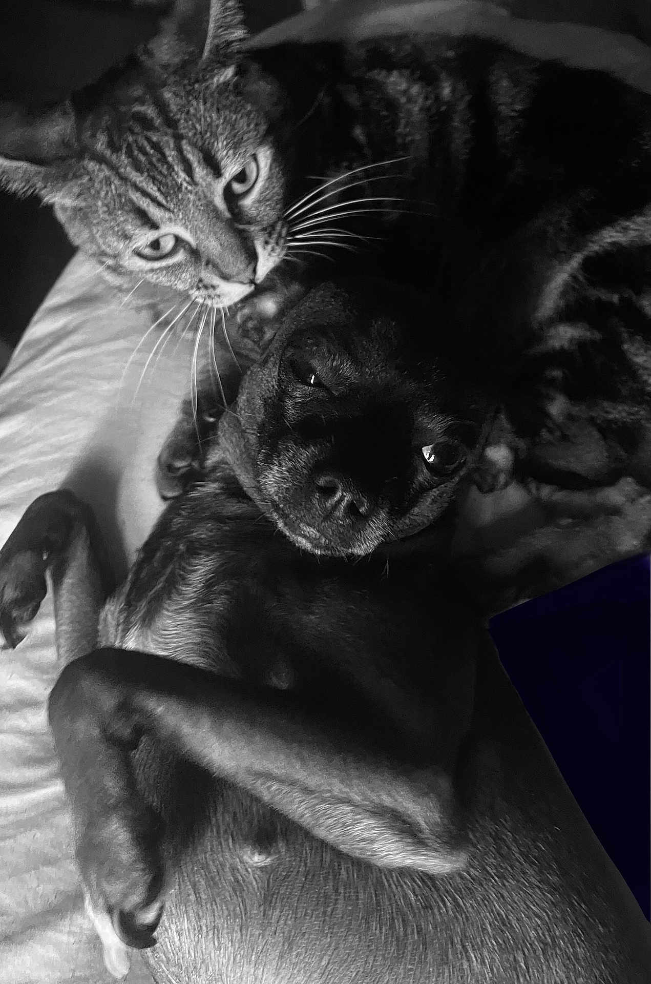 Anna joined the competition — help win amazing prizes! cat, dog, animal, pet, bed, snuggling, black_and_white, whiskers, fur, closeup, companion, domestic_animal, resting, cute, friendship, relaxing, indoor, cozy, portrait, sleepy