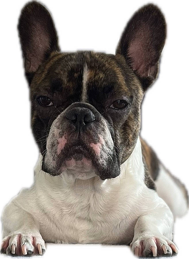 Taô
