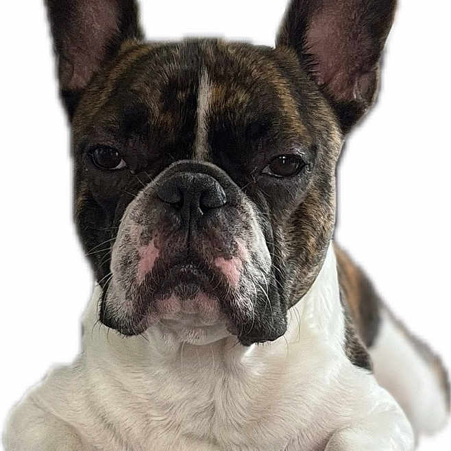 Taô