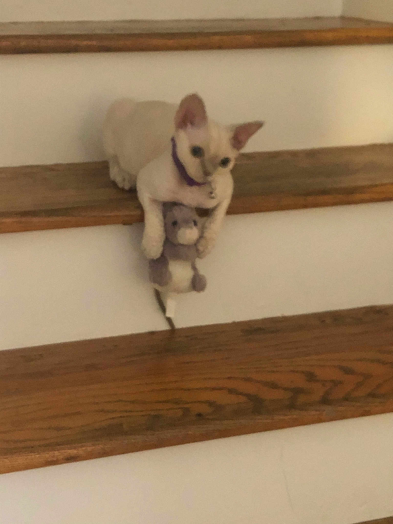 Frankenfoote