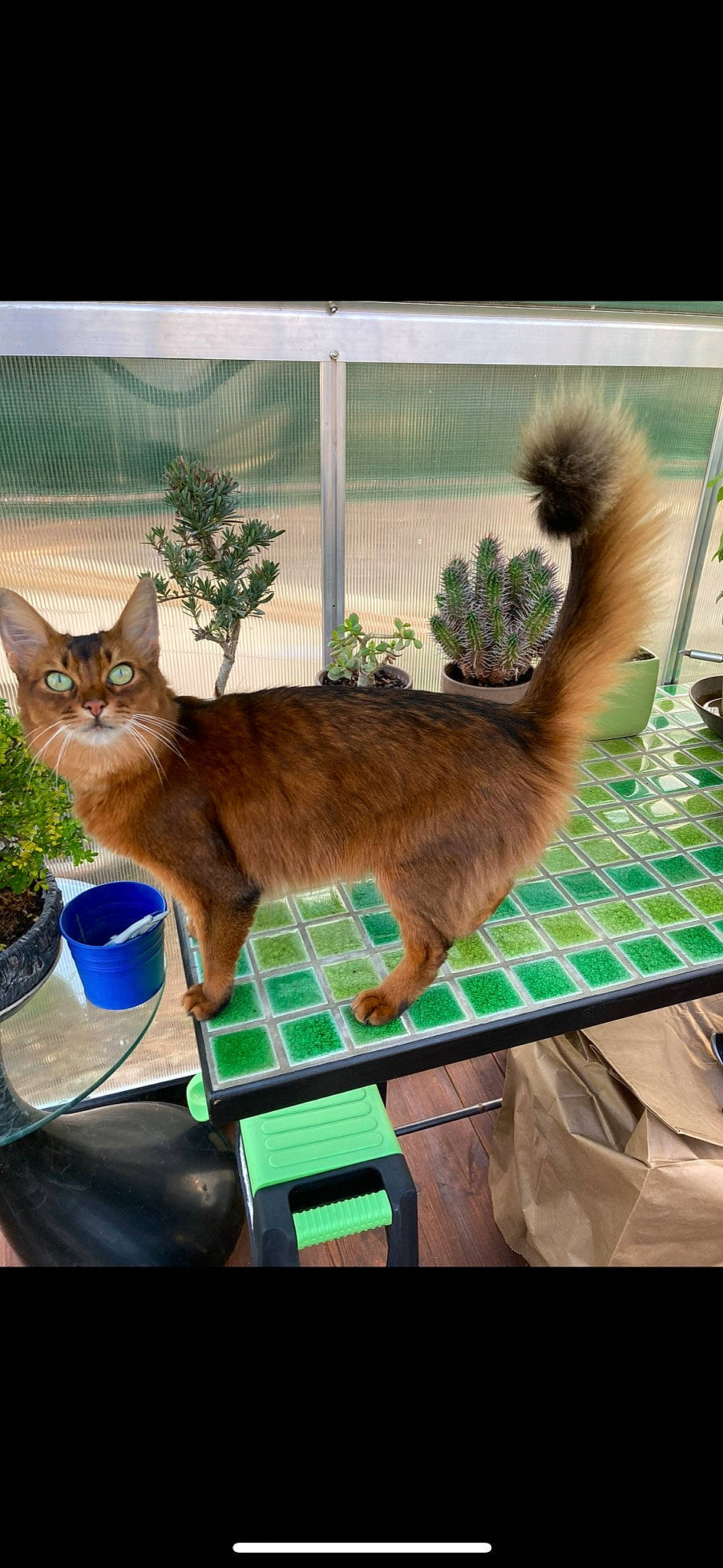 Jessie a rejoint le concours — aidez-le/la à gagner de superbes lots ! carnivore, cat, domestic_short_haired_cat, fawn, felidae, fur, grass, mammal, photograph, plant, small_to_medium_sized_cats, snapshot, tail, terrestrial_animal, tree, vertebrate, whiskers, wildlife, window, wood